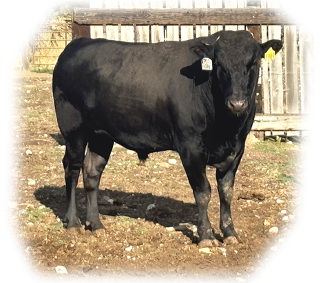 Shogun 2 7903L # TRIF23U7903L # FB107802 - Flying A Wagyu 100% Full Blood Black Wagyu